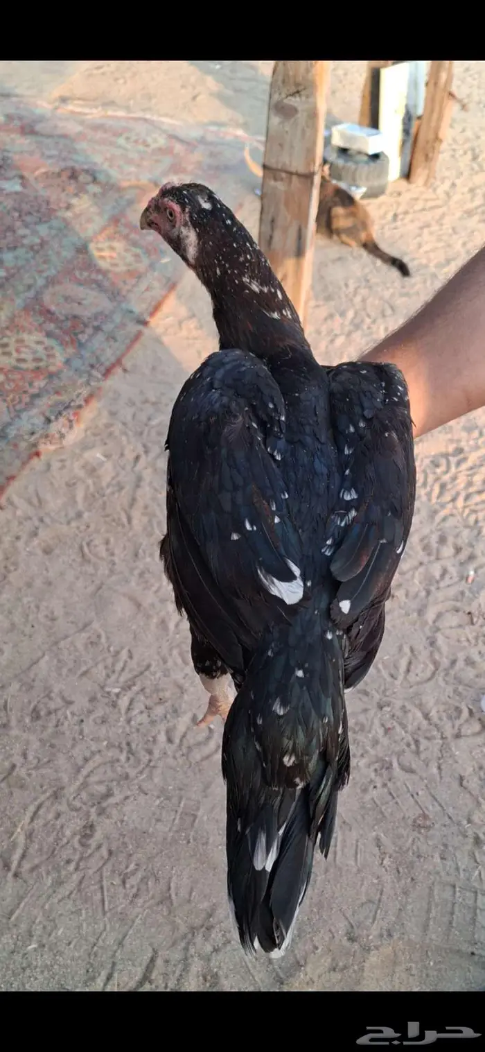 دجاجه سنديه بالانتاج 0