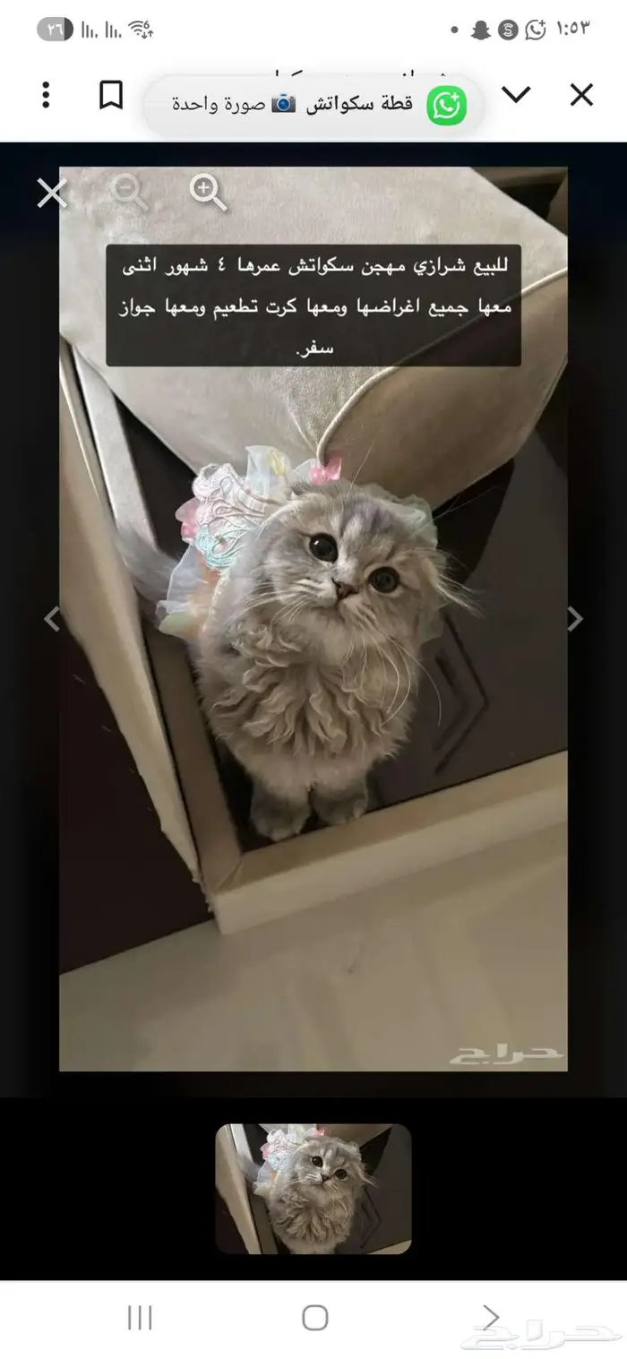 قطط لتبني ذكر همالايا أنثى سكواتش 3