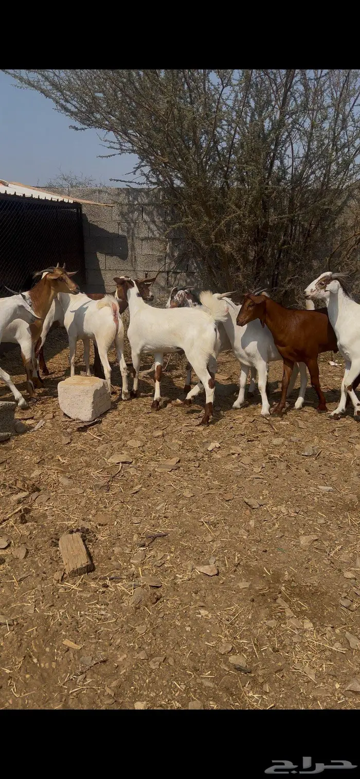 تيوس بلدي مخصاه 0