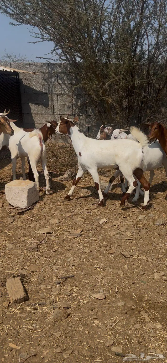 تيوس بلدي مخصاه 2