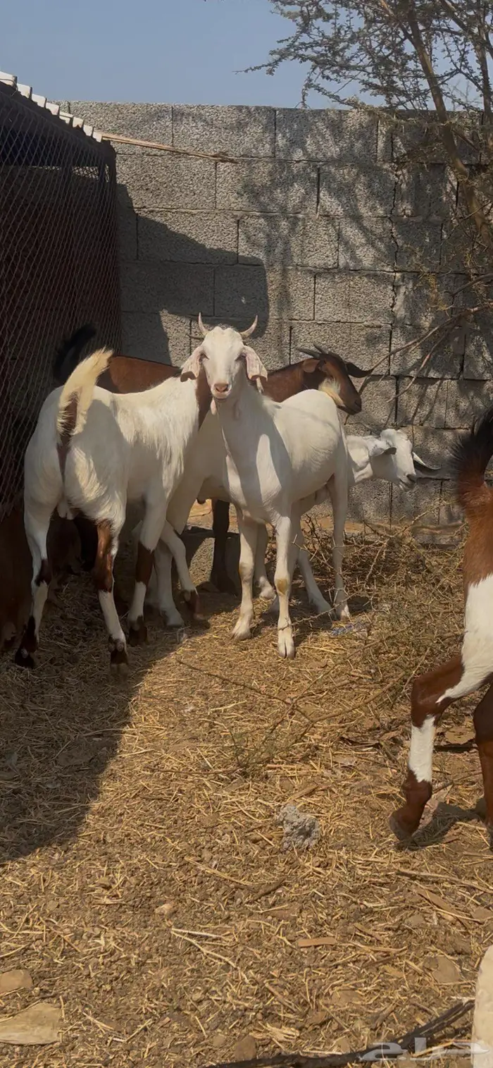 تيوس بلدي مخصاه 4