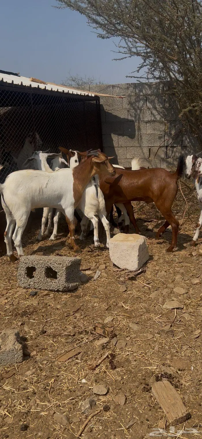 تيوس بلدي مخصاه 1