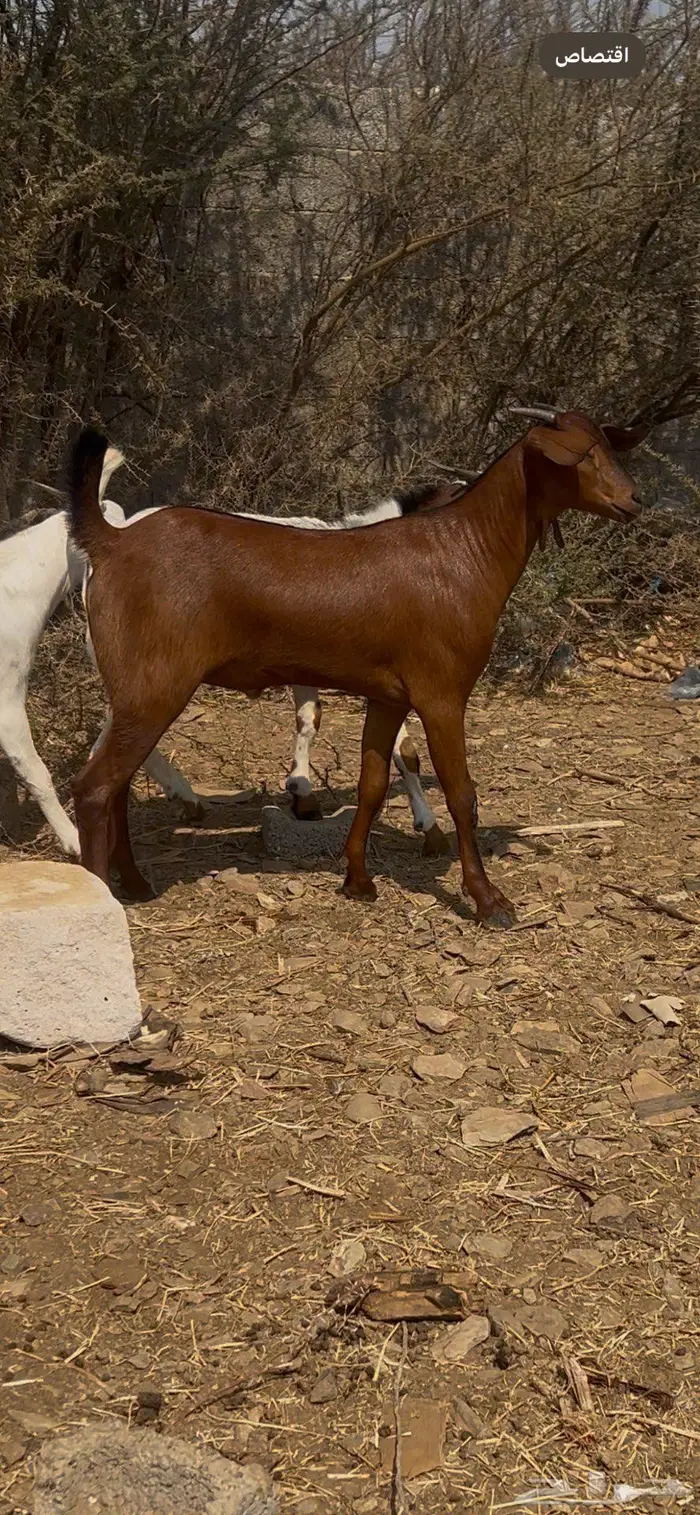 تيوس بلدي مخصاه 3