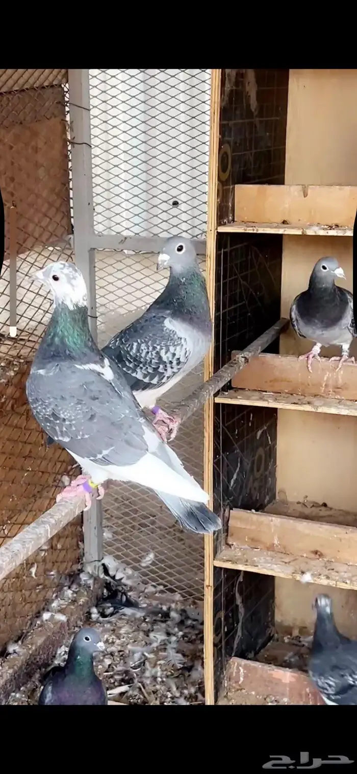 زاجل جان اردن 3