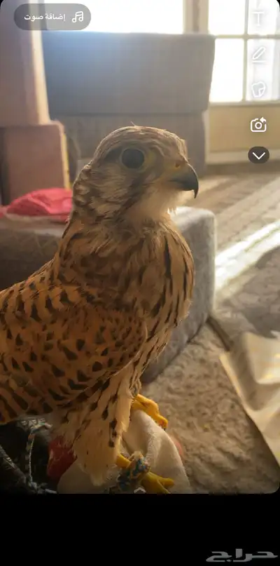 سلام عليكم index