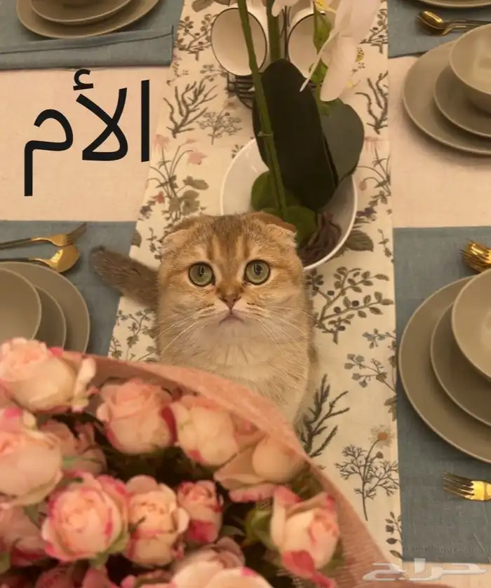 قط سكوتش ستريت للتزاوج مسجل مستوى عالي مستورد 4