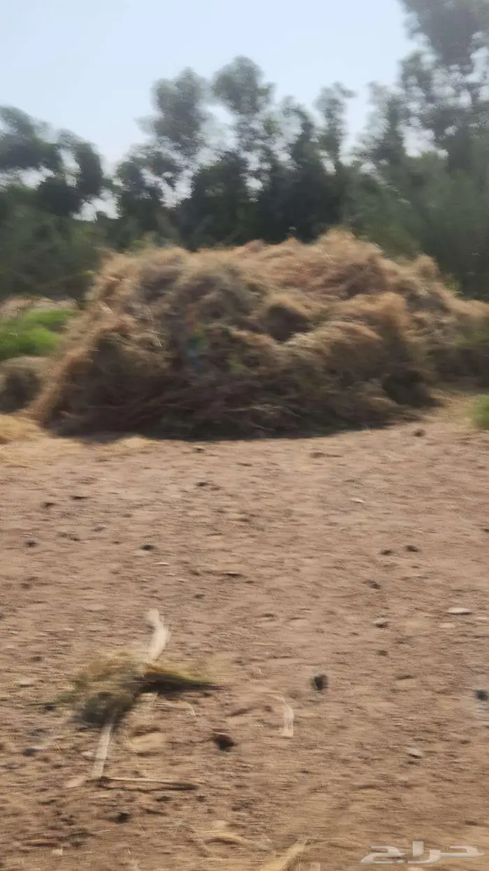 أعلاف من المزرعة 0