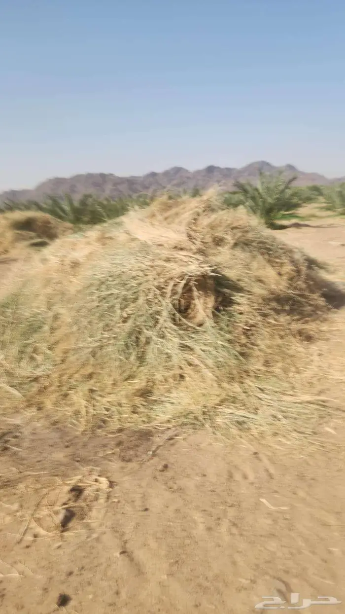 أعلاف من المزرعة 1