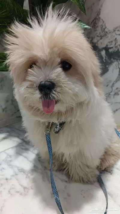 للبيع كلب ملتيز index