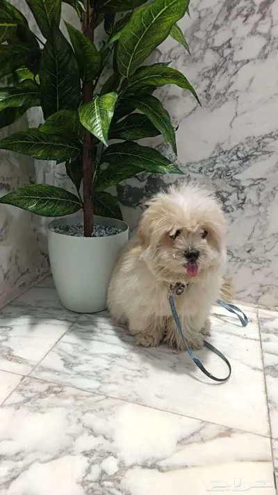 للبيع كلب ملتيز index