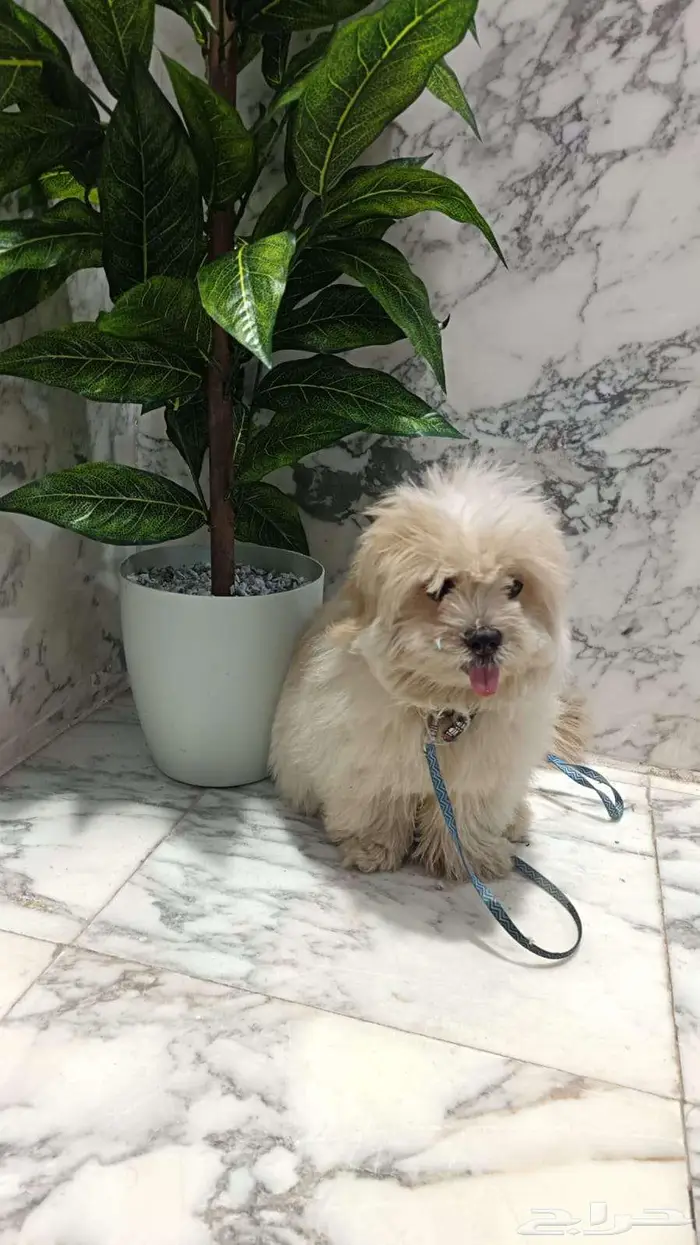 للبيع كلب ملتيز 1