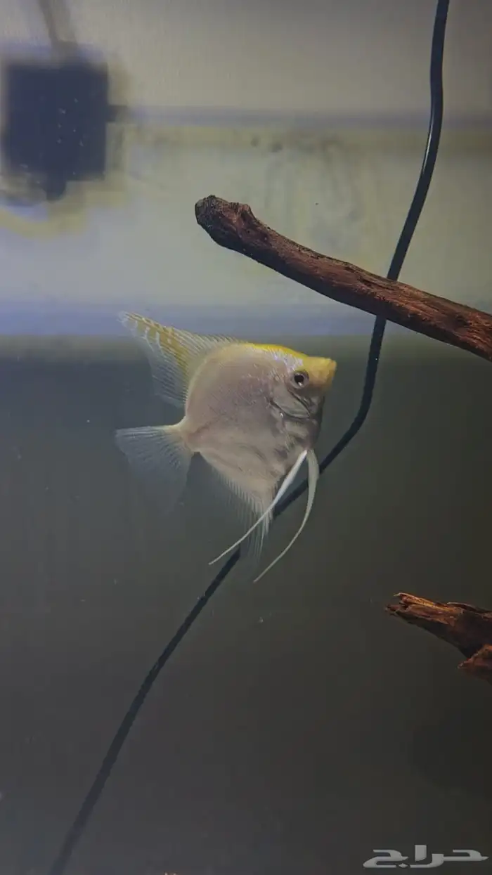 زوج انجل منتج 1