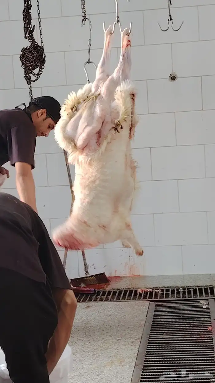 ذبايح حري و سواكن 1100 ريال 0