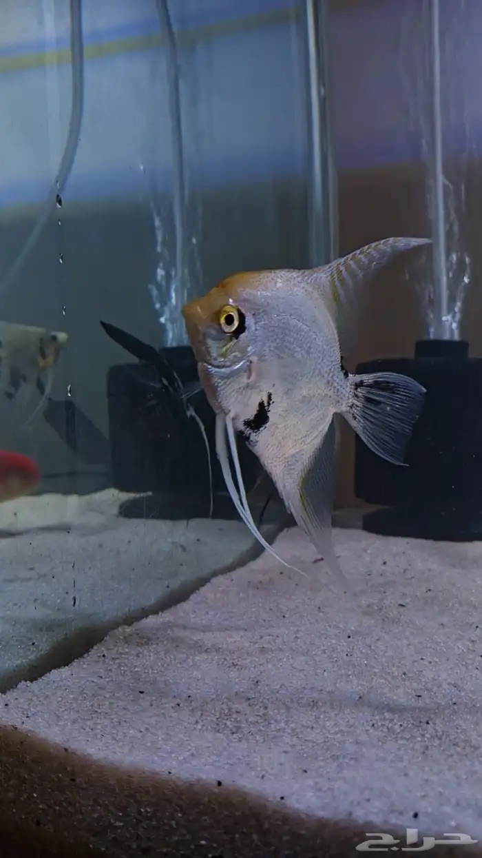 زوج انجل منتج 0