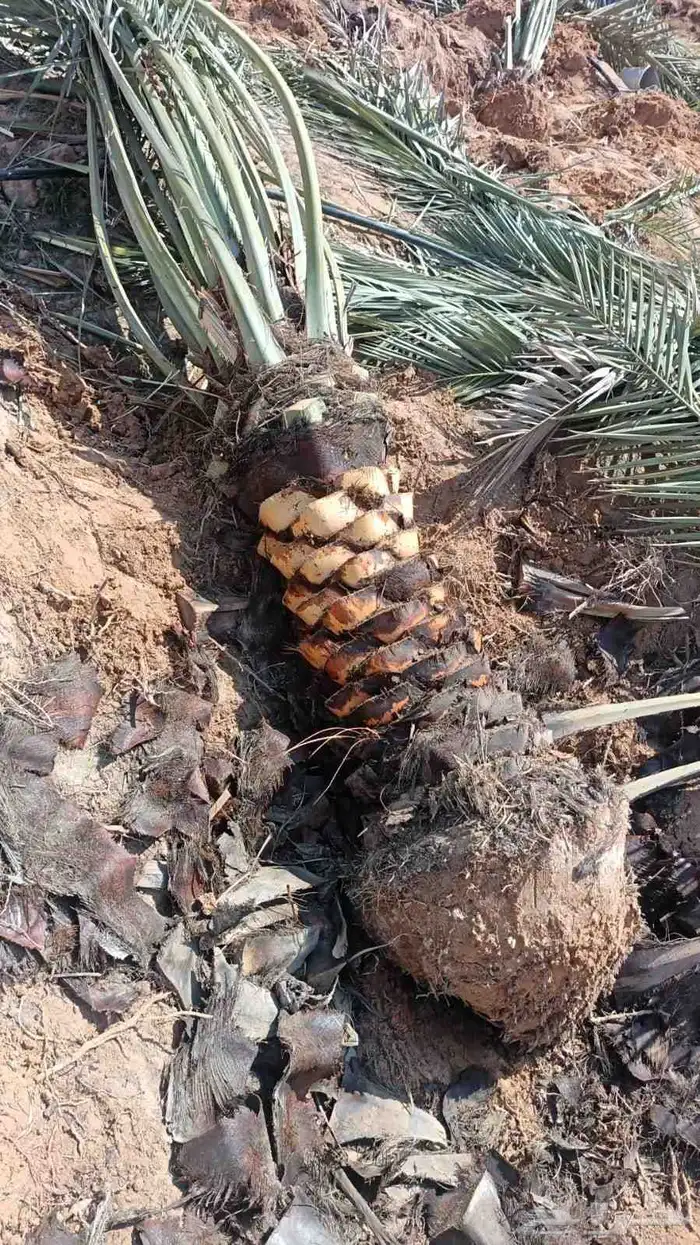 نخل مثمر توريد وزراعه 1