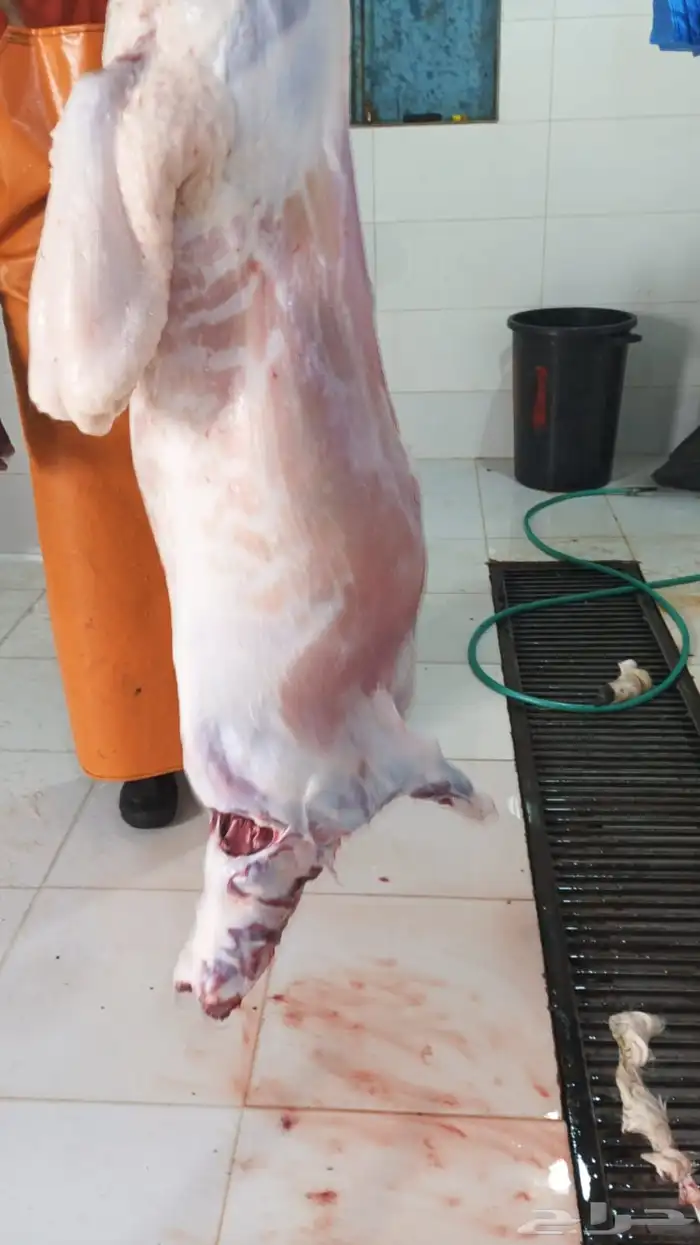 خرفان يويجد ذبح وتوصيل 4