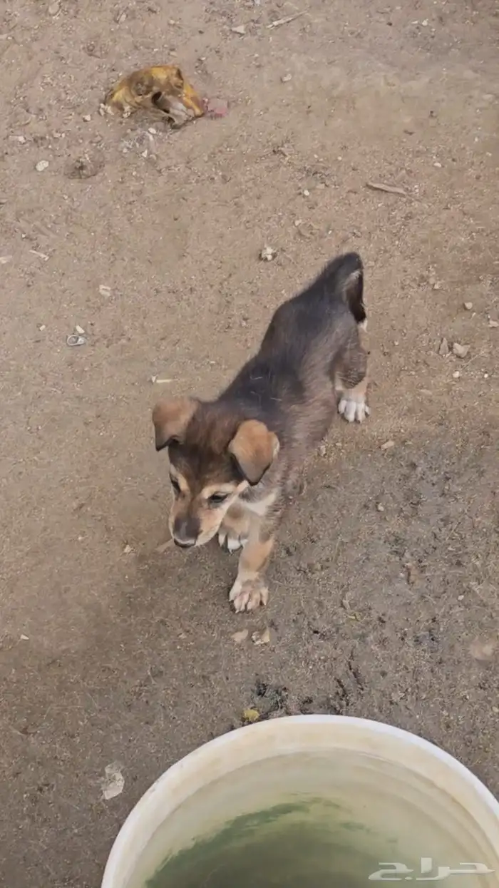 جرو هاسكي الصامل يجي 0