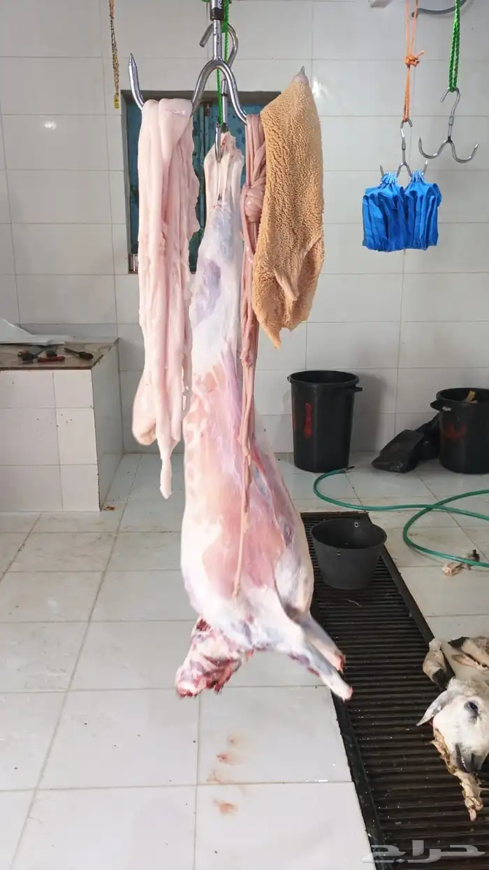 خرفان يويجد ذبح وتوصيل 5