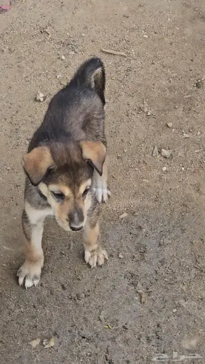 جرو هاسكي الصامل يجي index