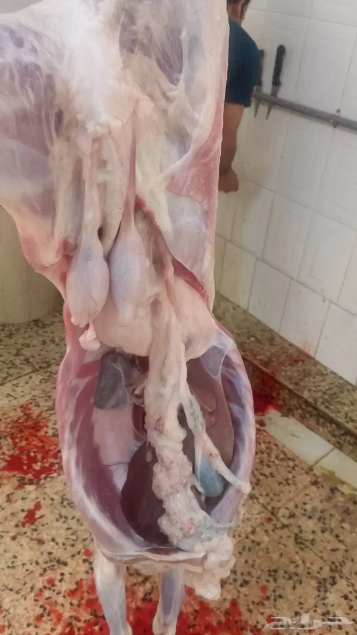 خرفان يويجد ذبح وتوصيل 2