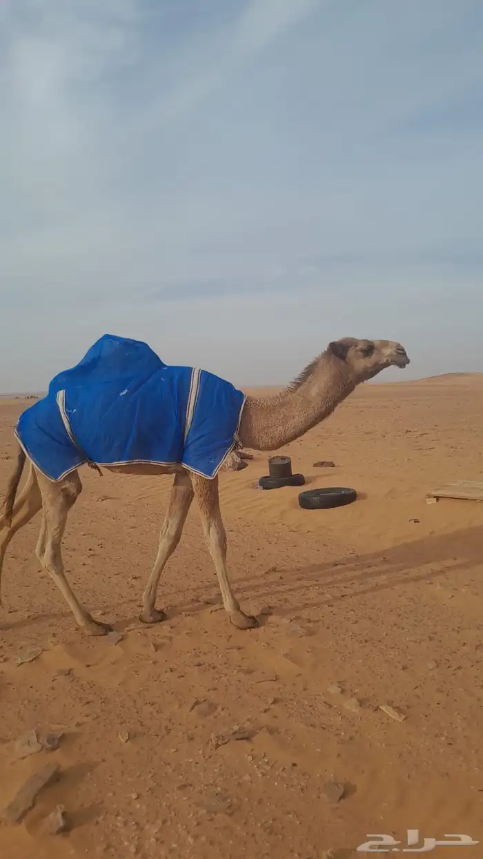 بكره رمانيه بداوه طيبه للبيع 0