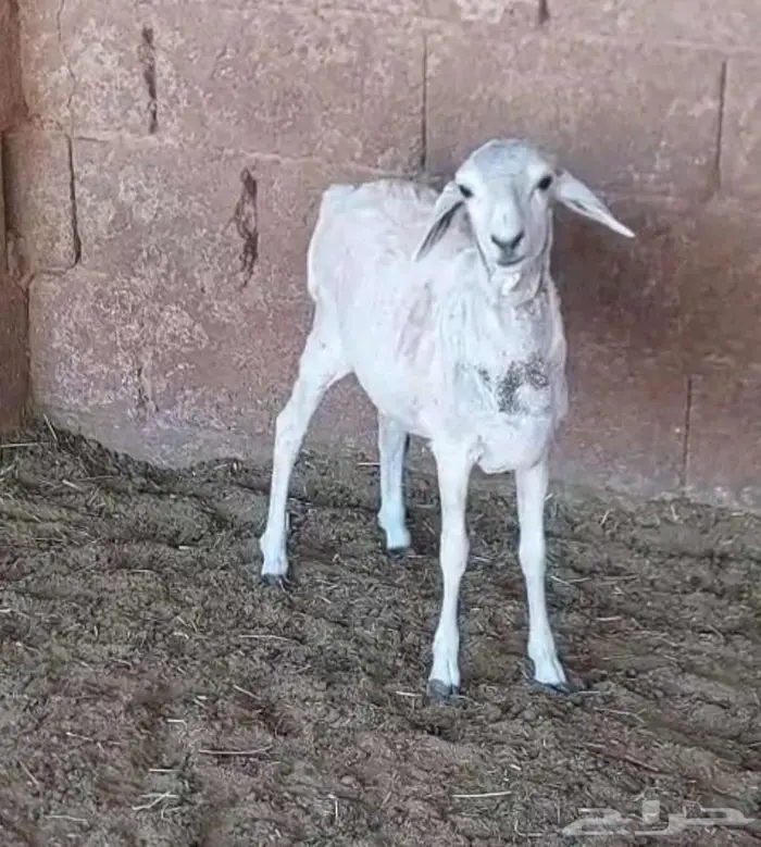 رخلة بربري بلدي 0