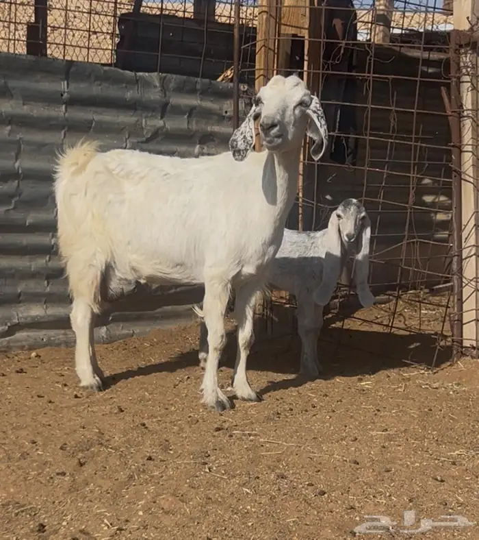 عنز مشروكه حليب جديد معها جفره 1