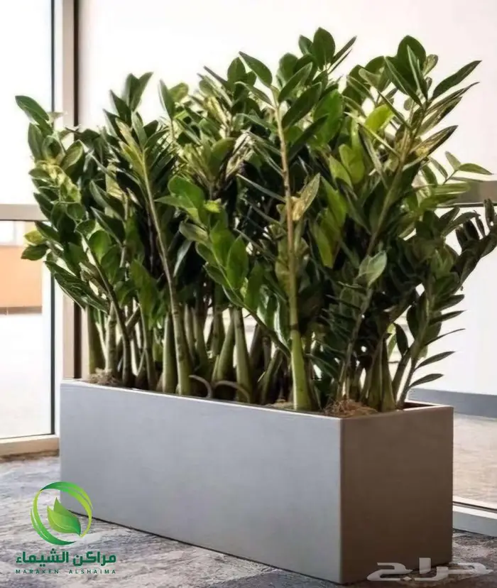 احواض زرع جاهزة جملة فايبر ومراكن للاشجار الباحة 27