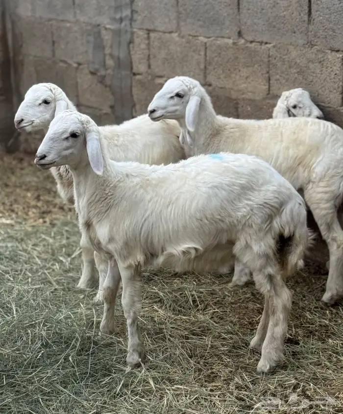 طليان حري تربية مزرعه 2