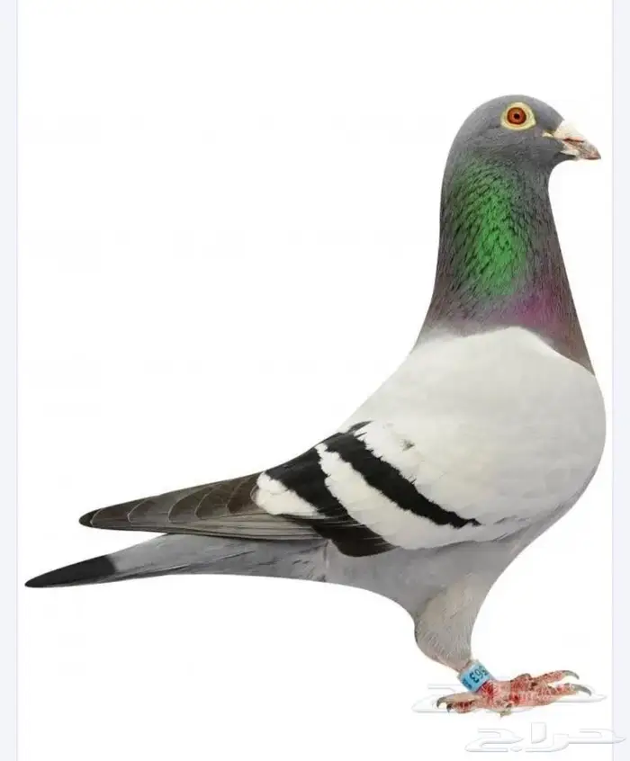 مطلووب حمام زاجل 0