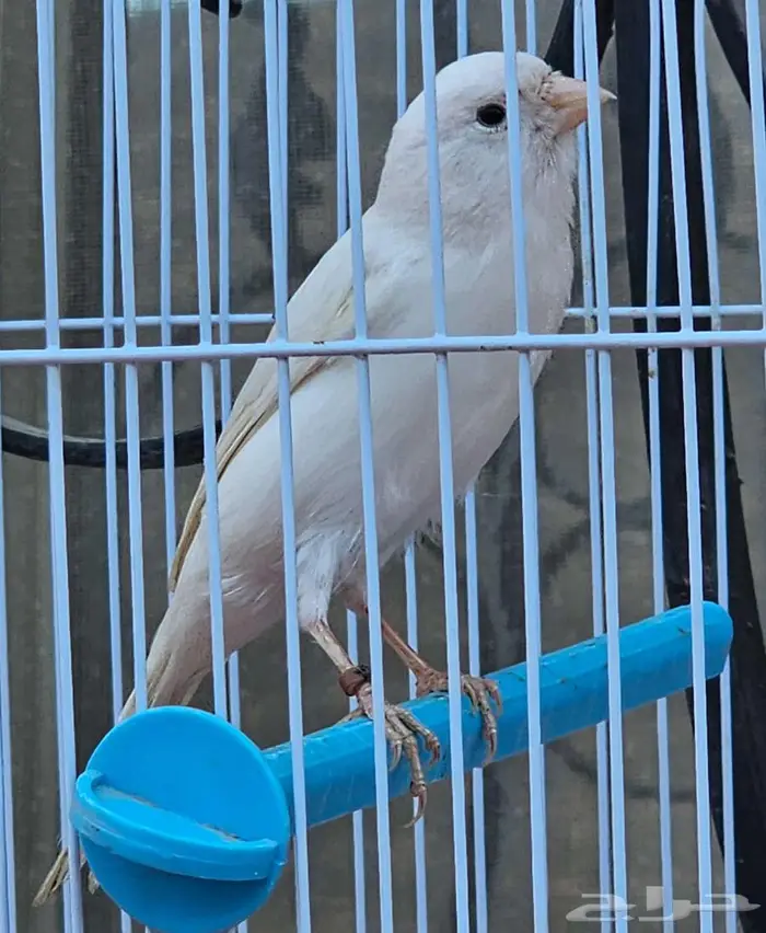 كناري تغريد نار 0