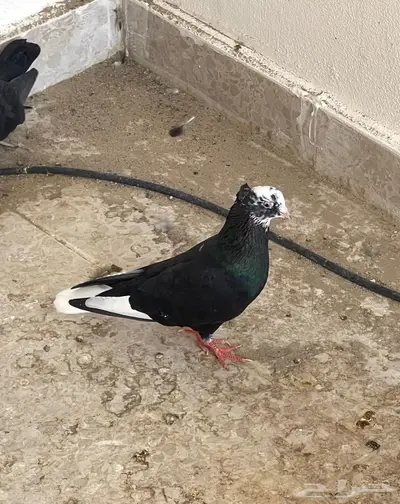 ذكر قطيفي اخرش مطير وصندقة index