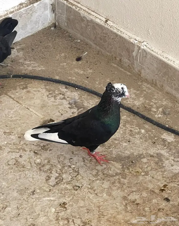 ذكر قطيفي اخرش مطير وصندقة 0