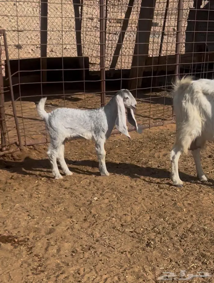 عنز مشروكه حليب جديد معها جفره 0