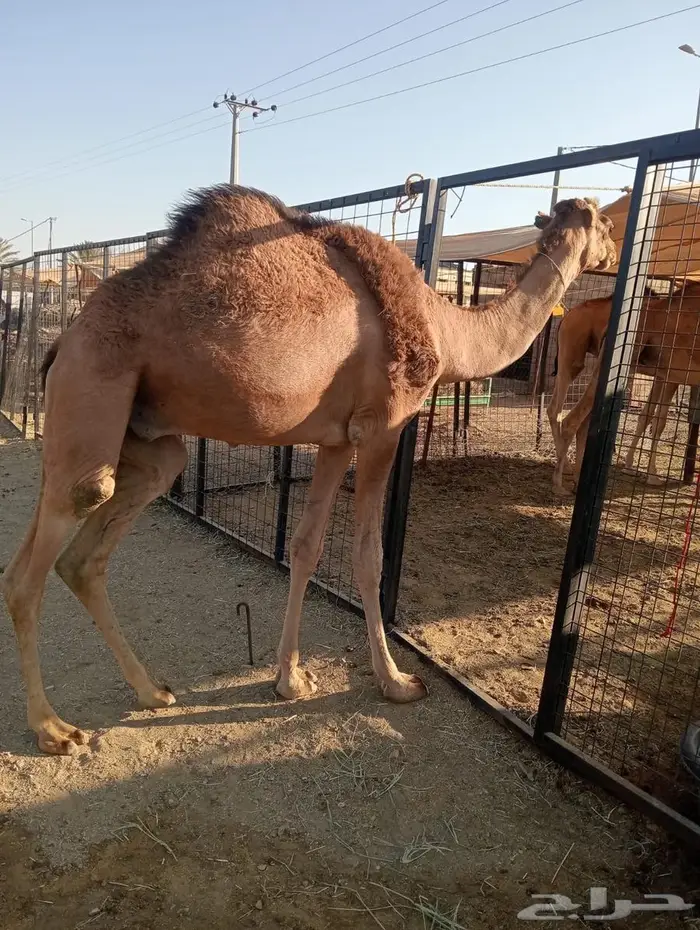 الجودة ما تتكلم.. القعدان تتكلم عنها 2