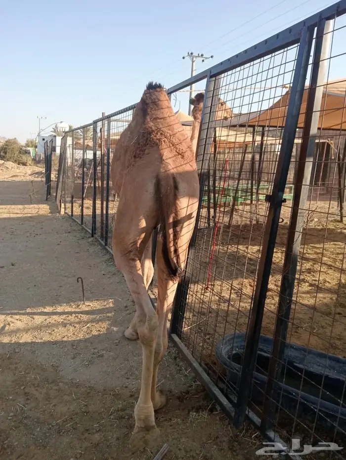 الجودة ما تتكلم.. القعدان تتكلم عنها 3