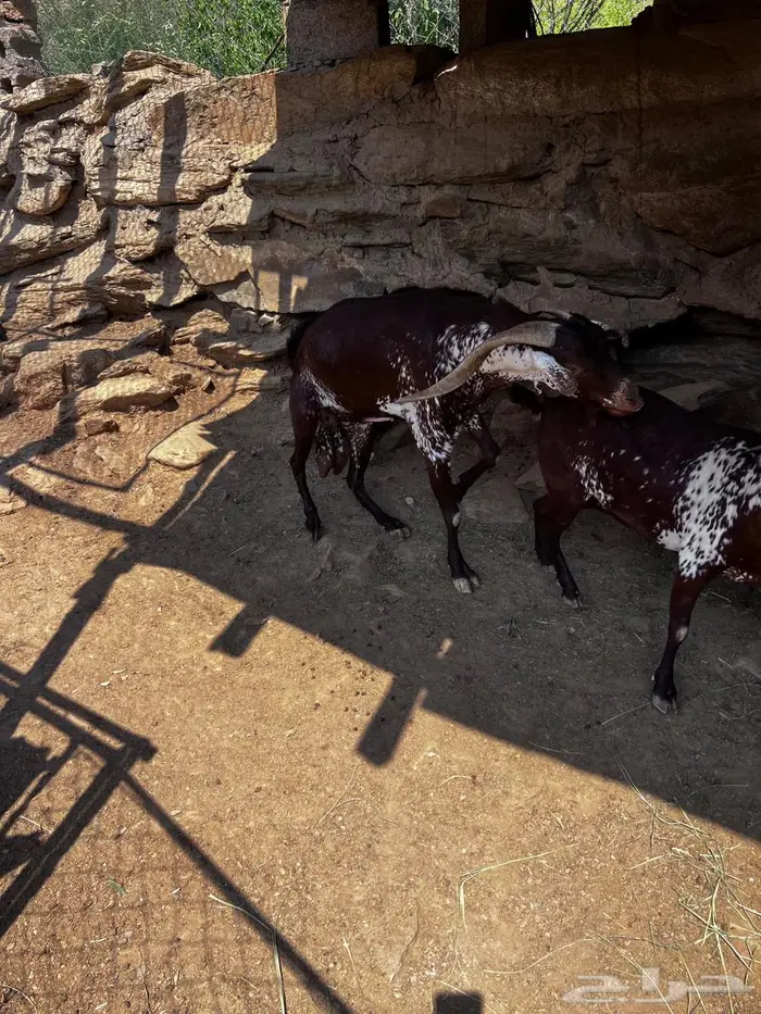 تيس اوشح من حلال وشح جامع شبب جرم ومد 1