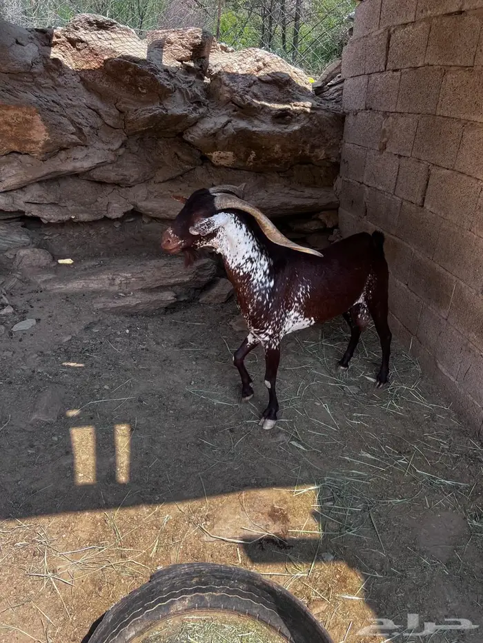 تيس اوشح من حلال وشح جامع شبب جرم ومد 2