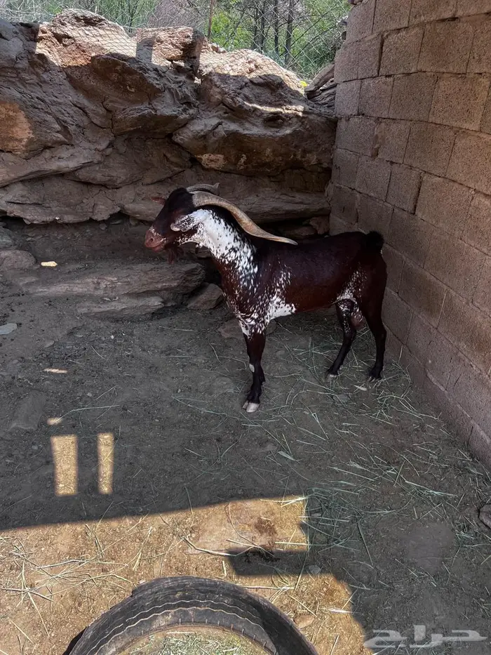 تيس اوشح من حلال وشح جامع شبب جرم ومد 0