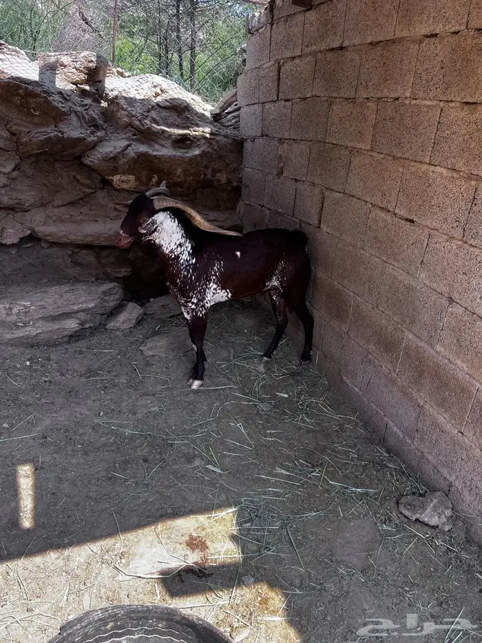 تيس اوشح من حلال وشح جامع شبب جرم ومد 3