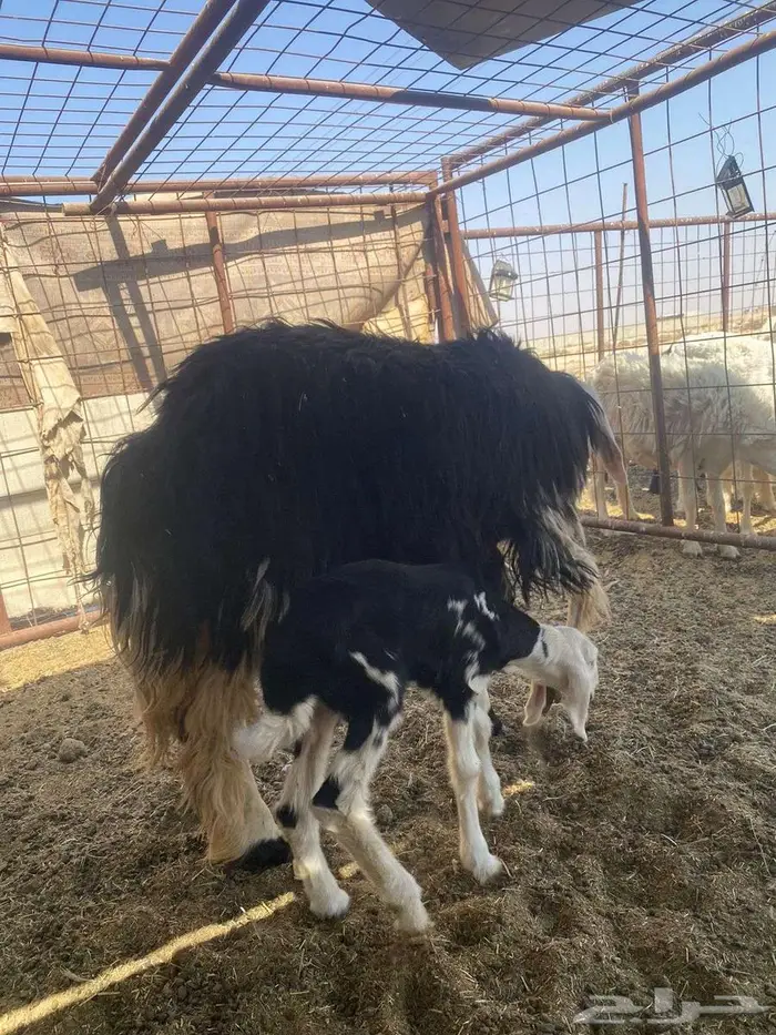 للبيع العرض الاول ثنيه 3