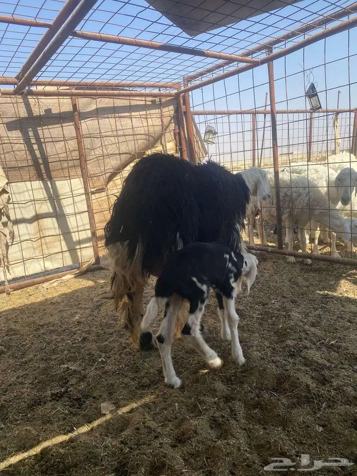 للبيع العرض الاول ثنيه 6