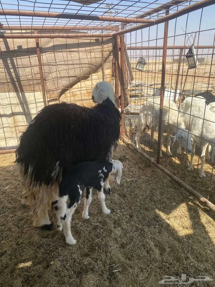 للبيع العرض الاول ثنيه 5