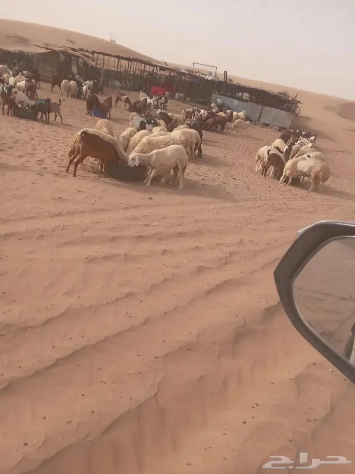 ماعز وضان للبيع على السوم 0