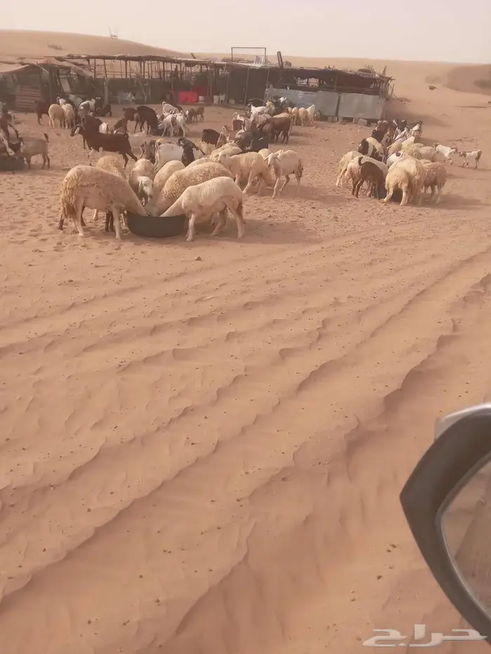 ماعز وضان للبيع على السوم 1