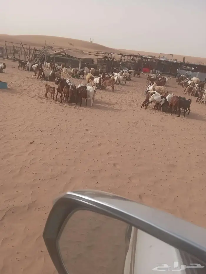 ماعز وضان للبيع على السوم 2