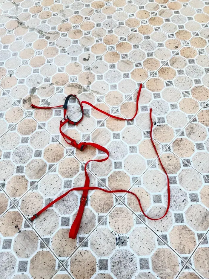 سرج خيل مستخدم 2