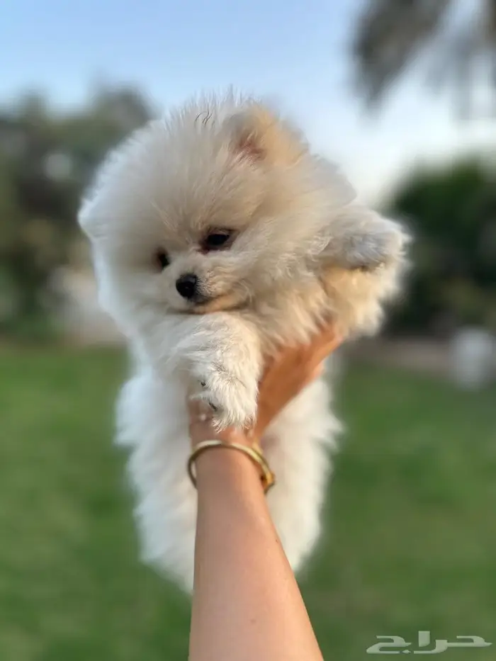 بومرينيان انثى 2