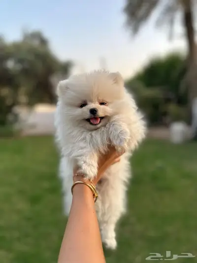 بومرينيان انثى index