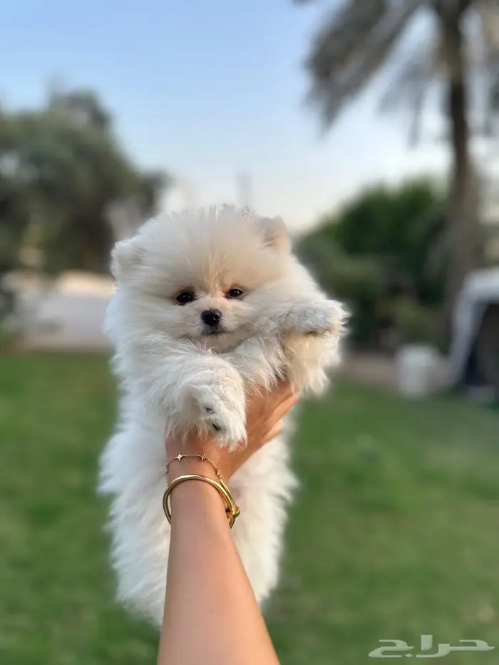 بومرينيان انثى 1